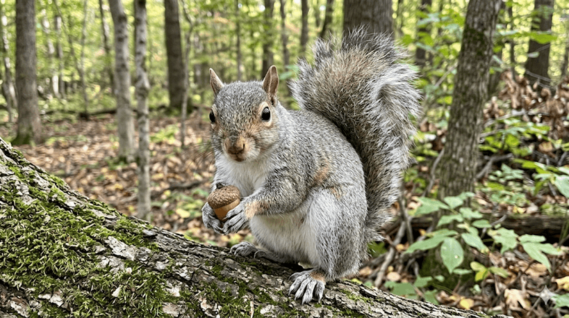 Eastern Gray Squirrel